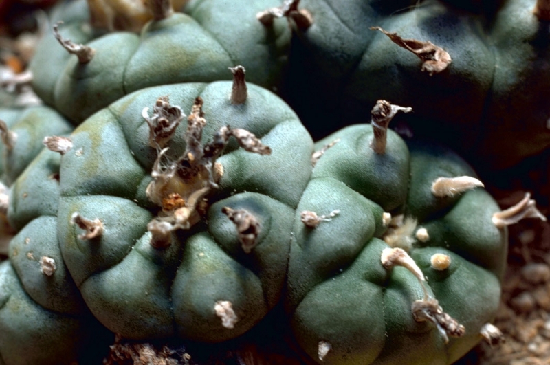Peyote: la magia de una planta sagrada