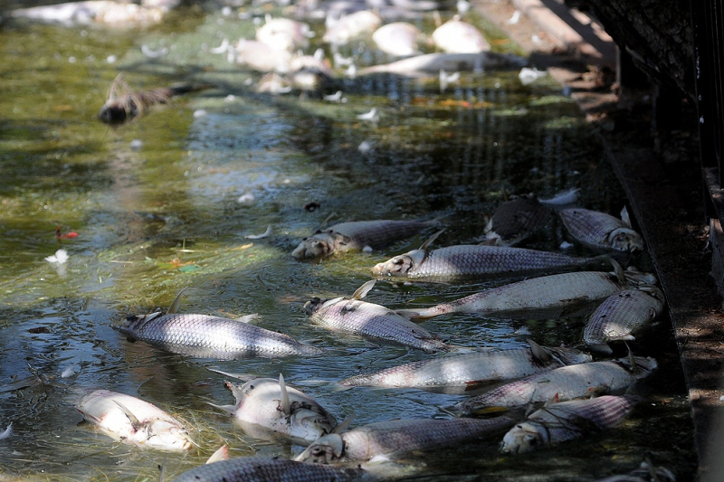 Detectan en el Río Ayuquila rastro de 40 tipos de plaguicidas químicos
