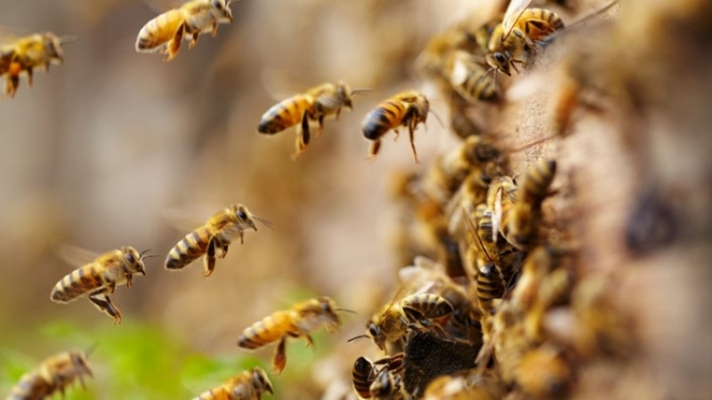 Científicos descubren que las abejas pueden realizar operaciones de matemáticas básicas