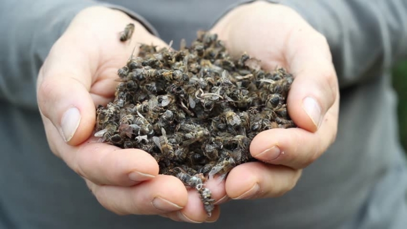 Plagisidas de empresas agricolas acaban con 4 mil millones de abejas