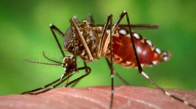 Muerte y miseria, con Alfaro aumentan 74% los casos de Dengue en Jalisco