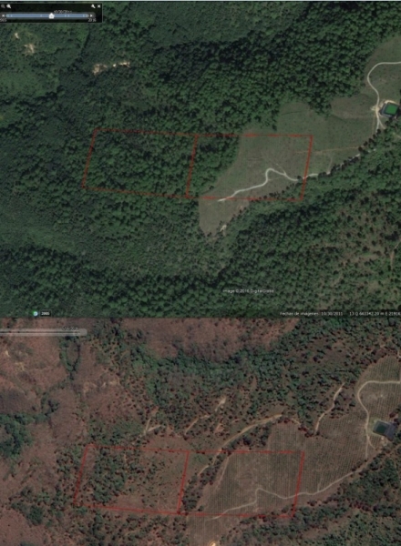 Aguacateras desvastan los bosques en el sur de Jalisco