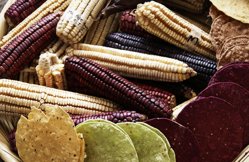 Productores de maiz mexicanos perjudicados en TLCAN