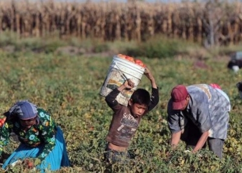 Casi 5 millones de niños esclavos en Mexico. 42-5% no percive ni ingresos
