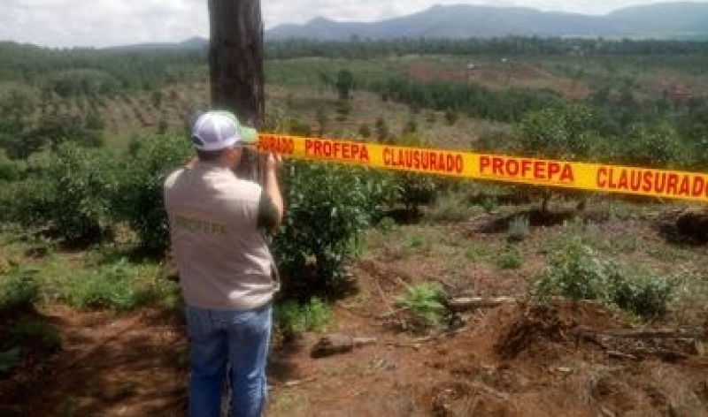 PROFEPA clausura plantíos de aguacate en el sur de Jalisco