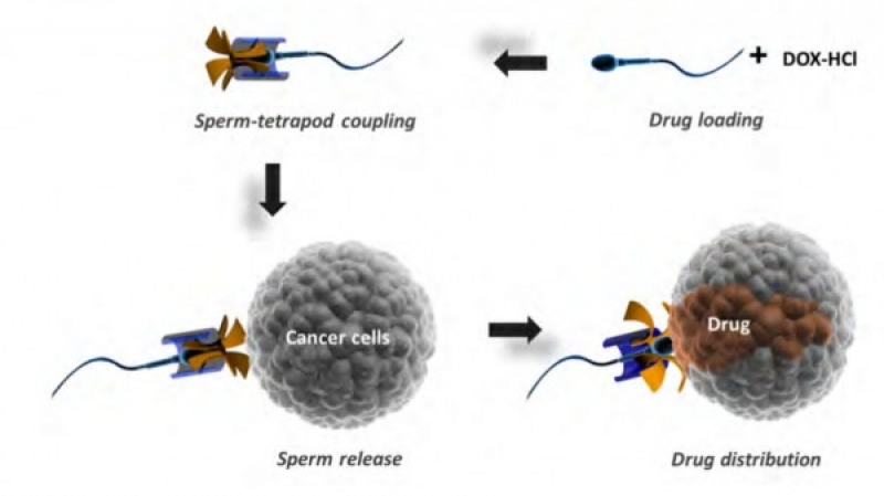 Espermatozoides cargados de drogas podrían atacar a los cánceres ginecológicos