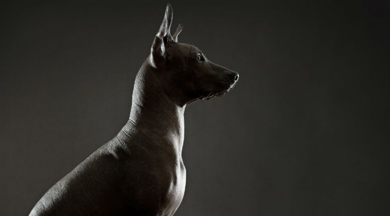 Xoloitzcuintle, el perro sagrado de Mexico