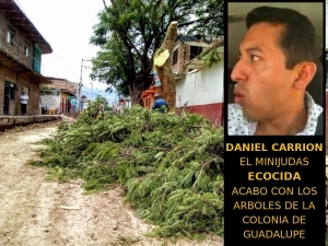 Daniel Carrión arrasa con arboles de la colonia de Guadalupe
