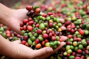 Pruductores de cafe se oponen a planta de Nestlé