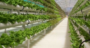 Campos de cultivo en edificios para alimentar a las ciudades