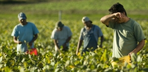 Jornaleros agrícolas demandan mejores salarios y condiciones laborales