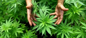 Inglaterra anuncia legalización del cannabis terapéutico