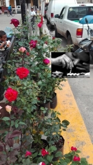 JOrge Campos odia a los vendedores de flores, pero apoya la venta de alcohol y drogas en mercados ilegales