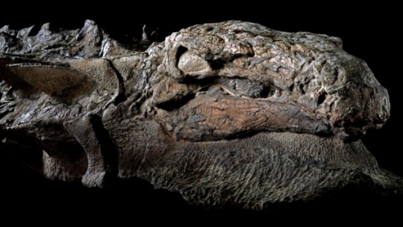 Asombroso hallazgo de focil de dinosauro intacto encontrado en Canada